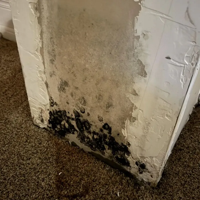 Professional Mold Removal in Easton, WI